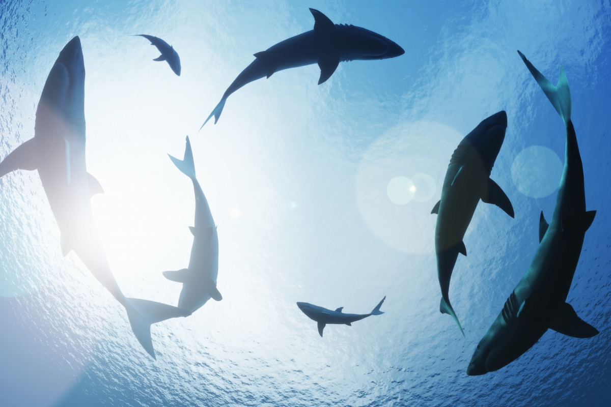 circling sharks a11y lawsuits xl