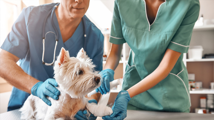 Veterinarians Digital Marketing