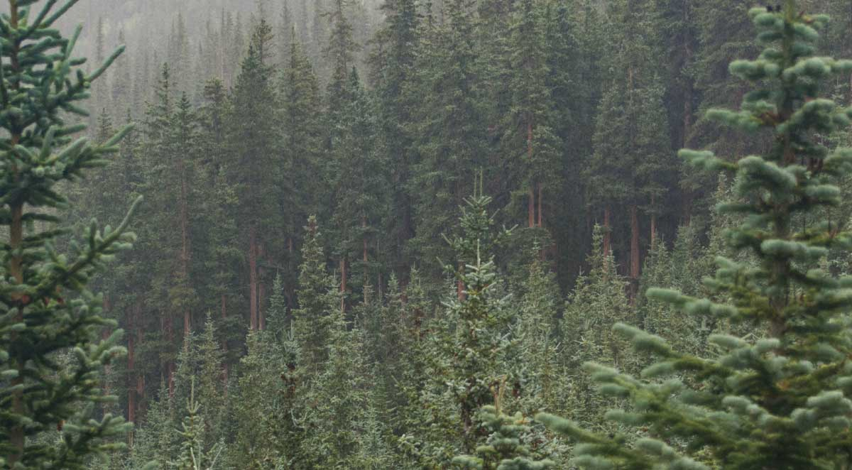 Cultivating Your Evergreen Content Potential