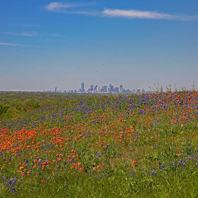 Dallas, TX