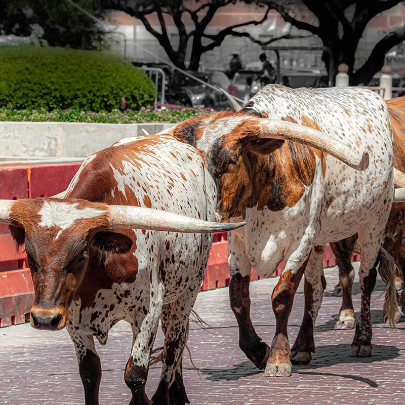 Fort Worth, TX